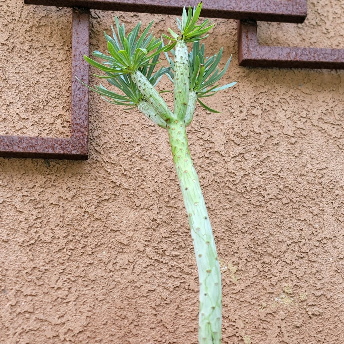 Kleinia neriifolia - Senecio Kleinia - Mermaid Legs - Over 17" Tall!