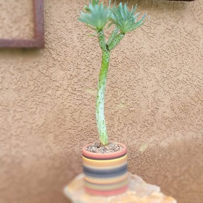 Kleinia neriifolia - Senecio Kleinia - Mermaid Legs - Over 17" Tall!