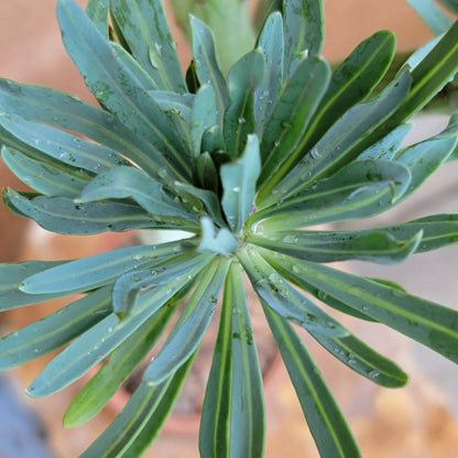 Kleinia neriifolia - Senecio Kleinia - Mermaid Legs - Over 17" Tall!