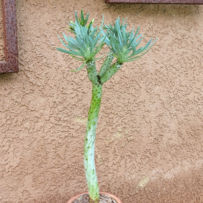 Kleinia neriifolia - Senecio Kleinia - Mermaid Legs - Over 17" Tall!