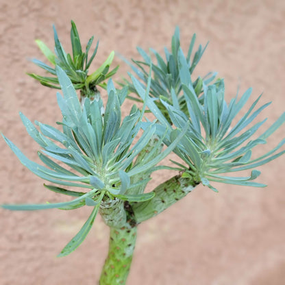 Kleinia neriifolia - Senecio Kleinia - Mermaid Legs - Over 17" Tall!