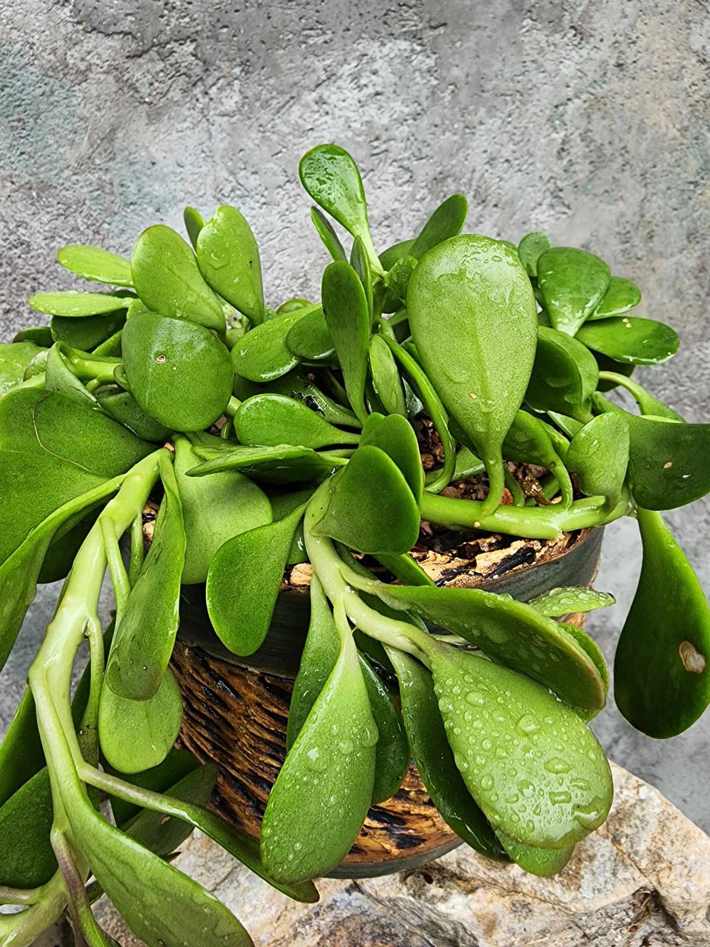 Kleinia petraea - Trailing Jade (formerly Senecio jacobsenii)