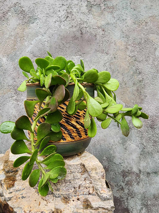 Kleinia petraea - Trailing Jade (formerly Senecio jacobsenii)