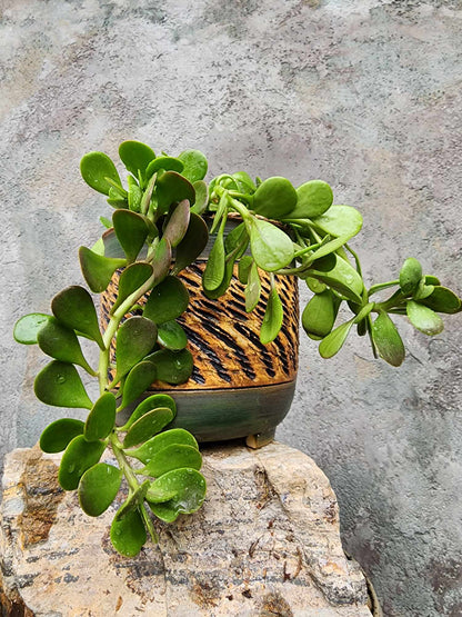 Kleinia petraea - Trailing Jade (formerly Senecio jacobsenii)