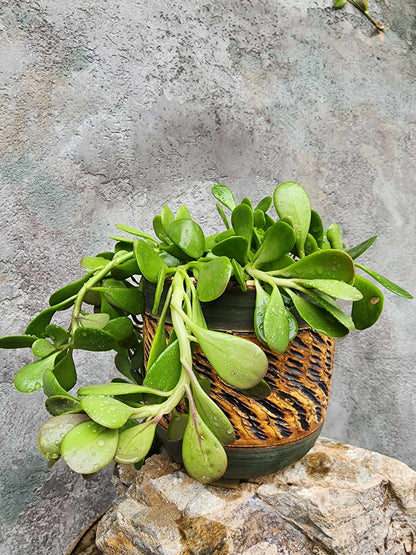 Kleinia petraea - Trailing Jade (formerly Senecio jacobsenii)