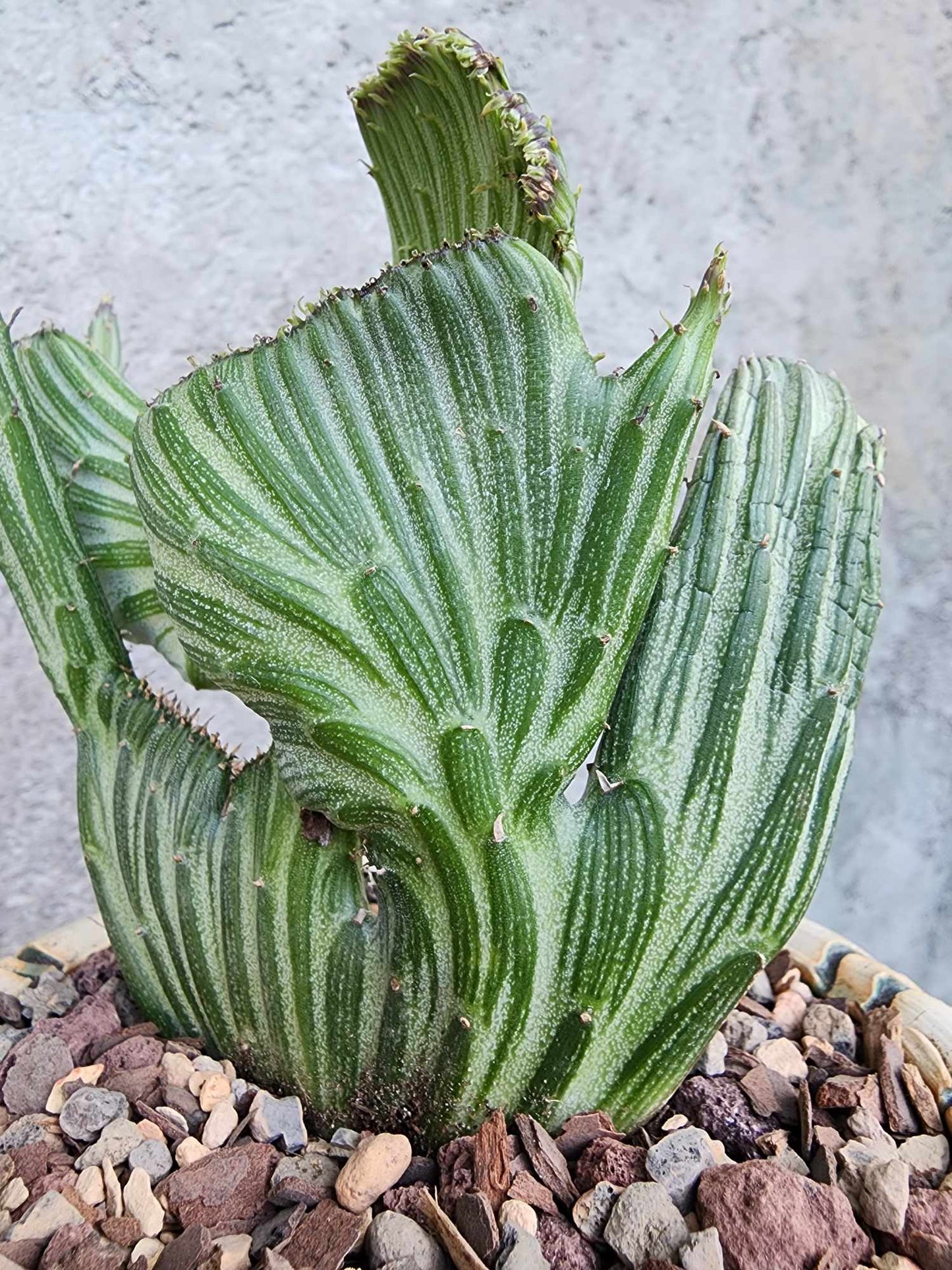 Kleinia stapeliiformis cristata