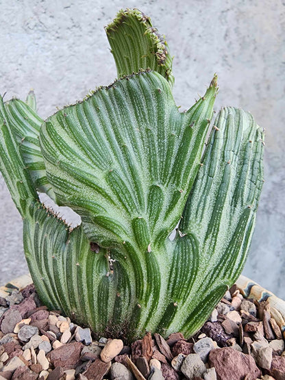 Kleinia stapeliiformis cristata