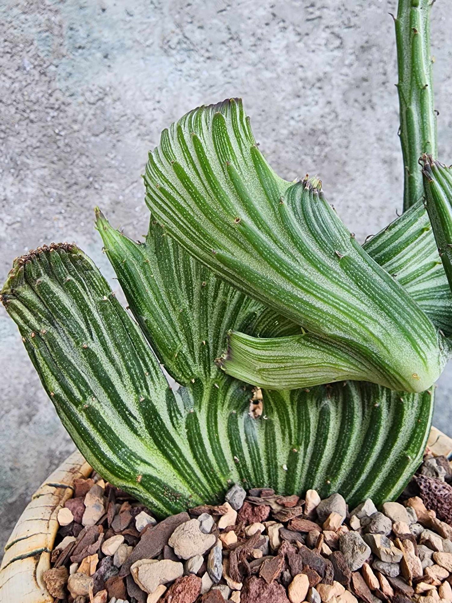 Kleinia stapeliiformis cristata