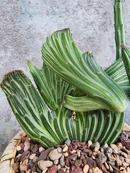 Kleinia stapeliiformis cristata