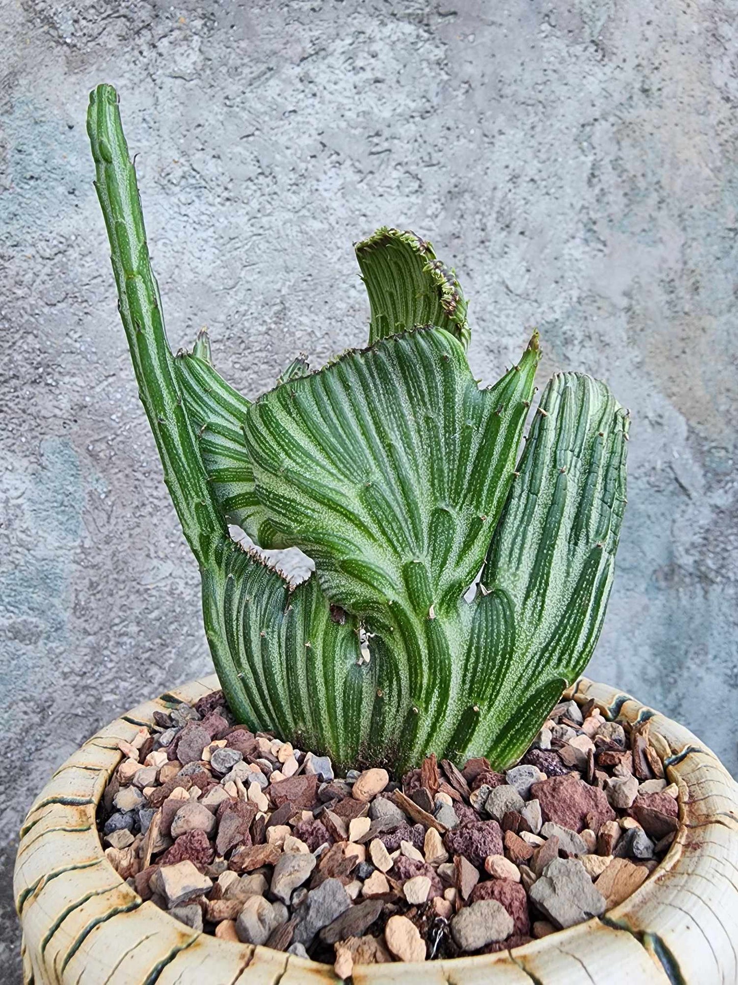 Kleinia stapeliiformis cristata