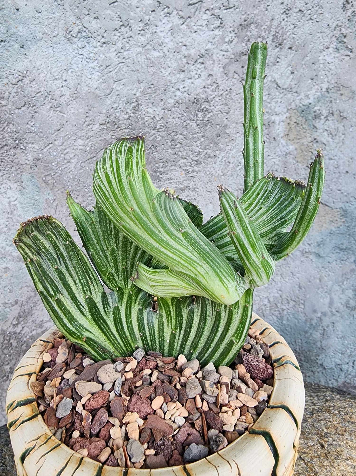Kleinia stapeliiformis cristata
