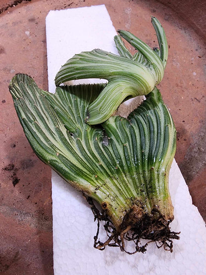 Kleinia stapeliiformis cristata