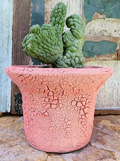 Larryleachia cactiformis cristata - Crested Trichocaulon cactiforme