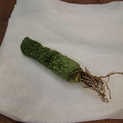 Larryleachia cactiformis - Trichocaulon cactiforme