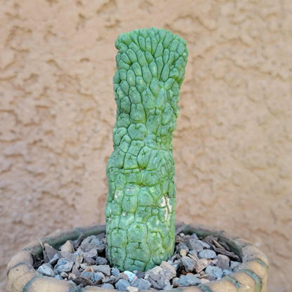 Larryleachia cactiformis - Trichocaulon cactiforme
