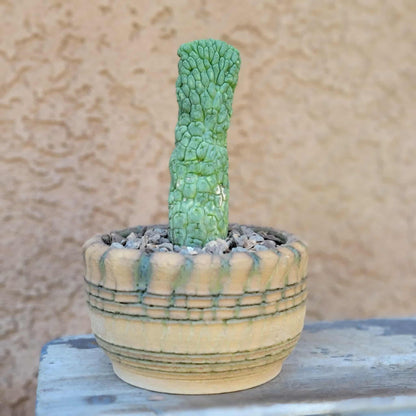 Larryleachia cactiformis - Trichocaulon cactiforme
