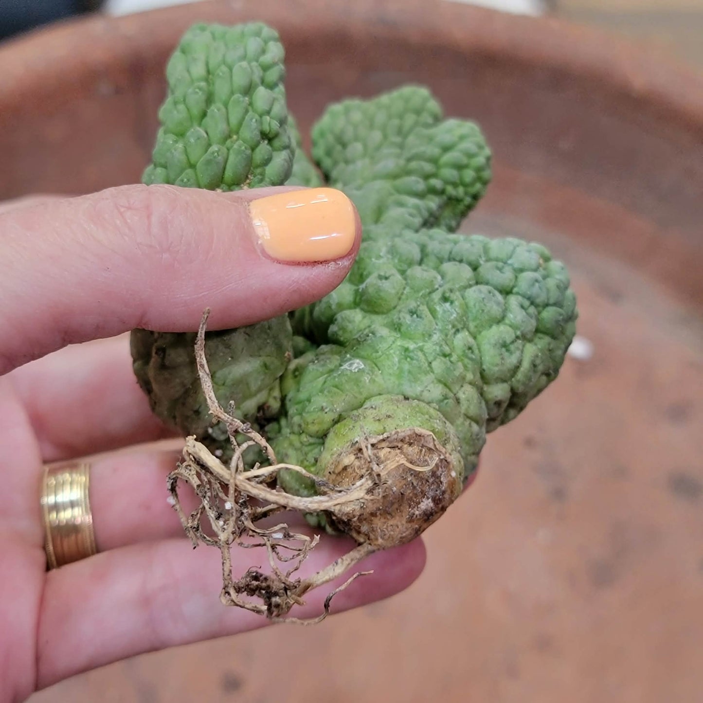 Larryleachia cactiformis cristata - Crested Trichocaulon cactiforme