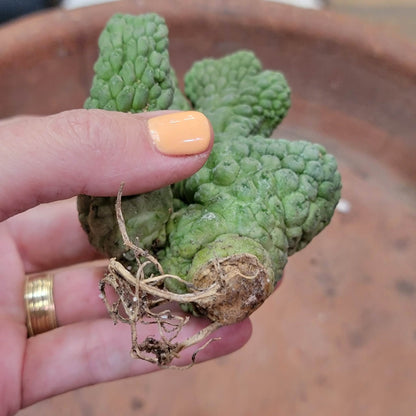 Larryleachia cactiformis cristata - Crested Trichocaulon cactiforme