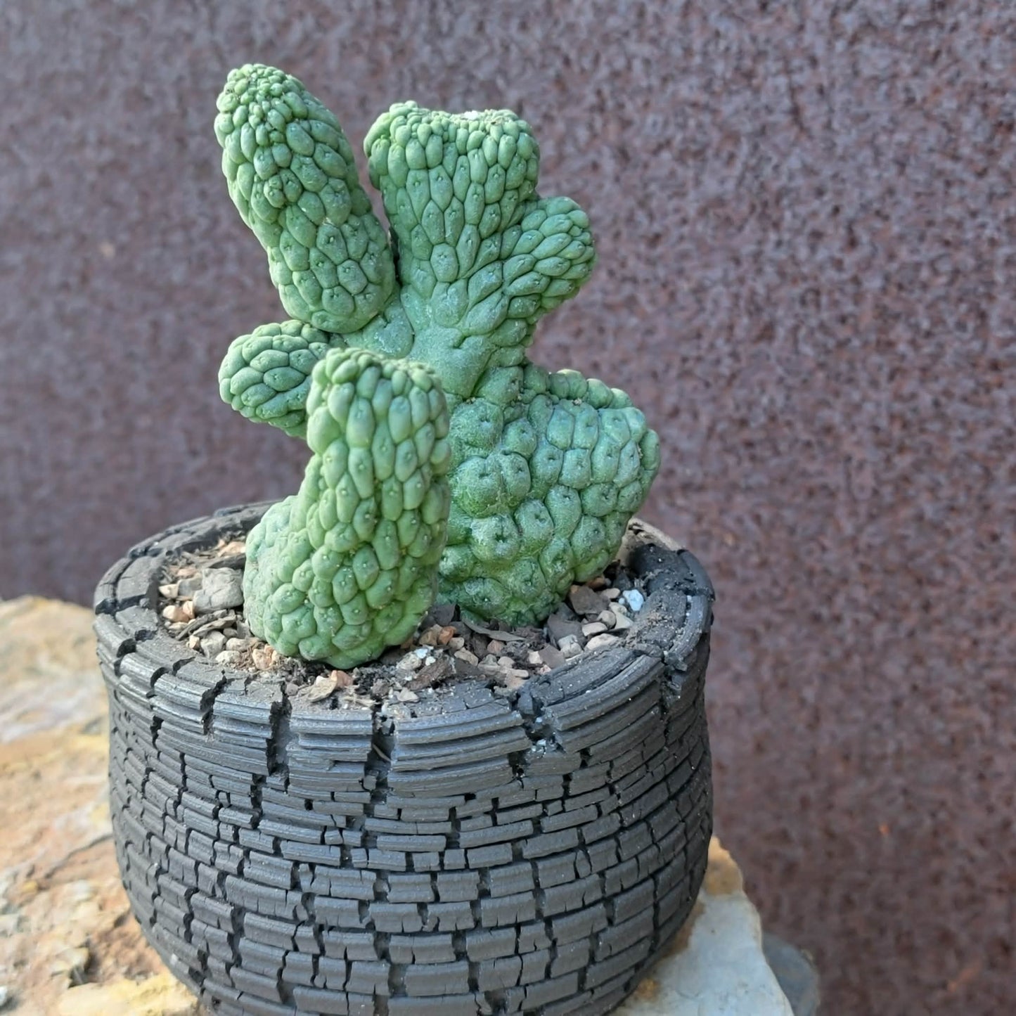 Larryleachia cactiformis cristata - Crested Trichocaulon cactiforme