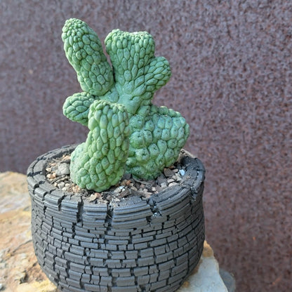 Larryleachia cactiformis cristata - Crested Trichocaulon cactiforme