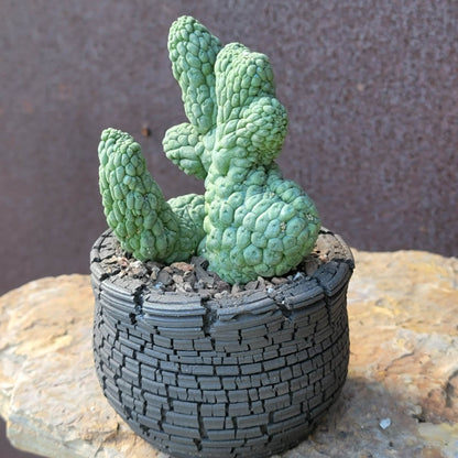 Larryleachia cactiformis cristata - Crested Trichocaulon cactiforme