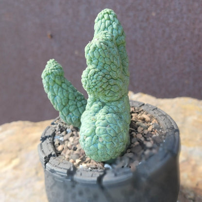 Larryleachia cactiformis cristata - Crested Trichocaulon cactiforme