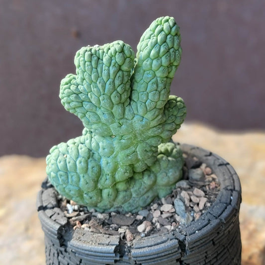 Larryleachia cactiformis cristata - Crested Trichocaulon cactiforme