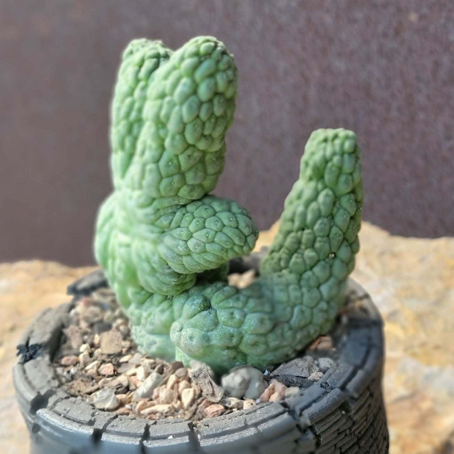 Larryleachia cactiformis cristata - Crested Trichocaulon cactiforme