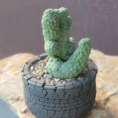 Larryleachia cactiformis cristata - Crested Trichocaulon cactiforme