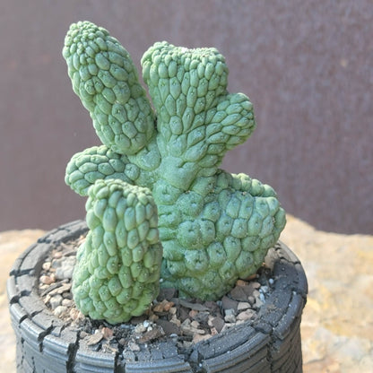 Larryleachia cactiformis cristata - Crested Trichocaulon cactiforme