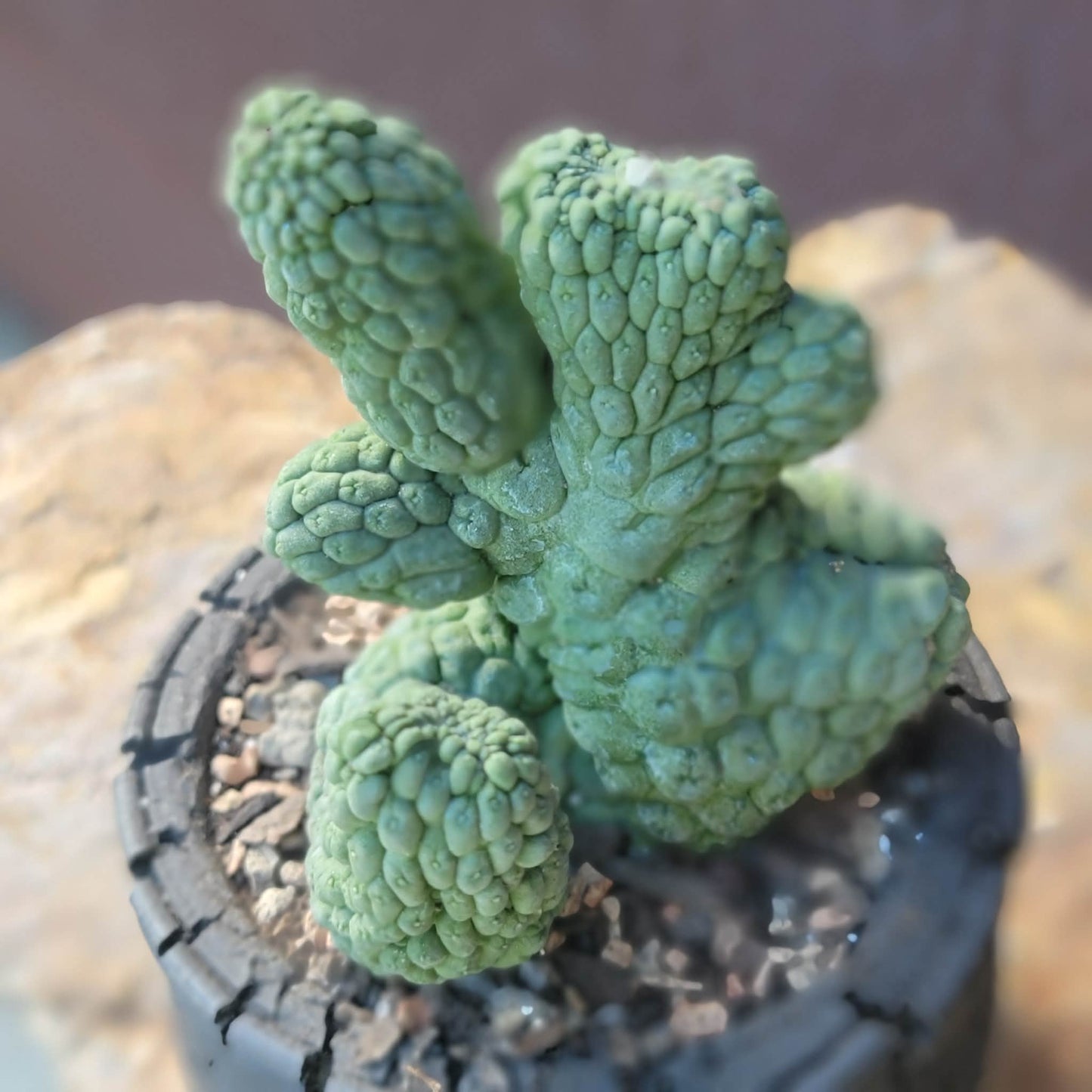 Larryleachia cactiformis cristata - Crested Trichocaulon cactiforme