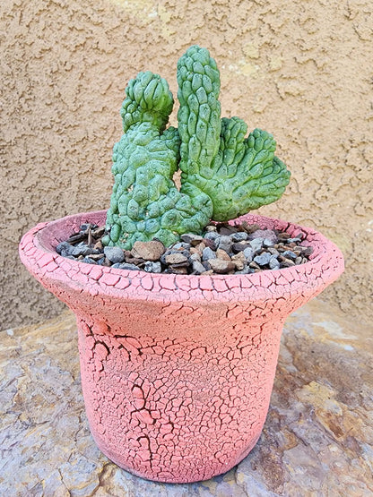 Larryleachia cactiformis cristata - Crested Trichocaulon cactiforme