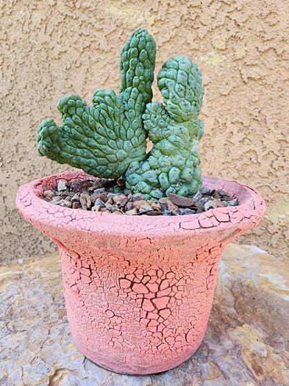 Larryleachia cactiformis cristata - Crested Trichocaulon cactiforme