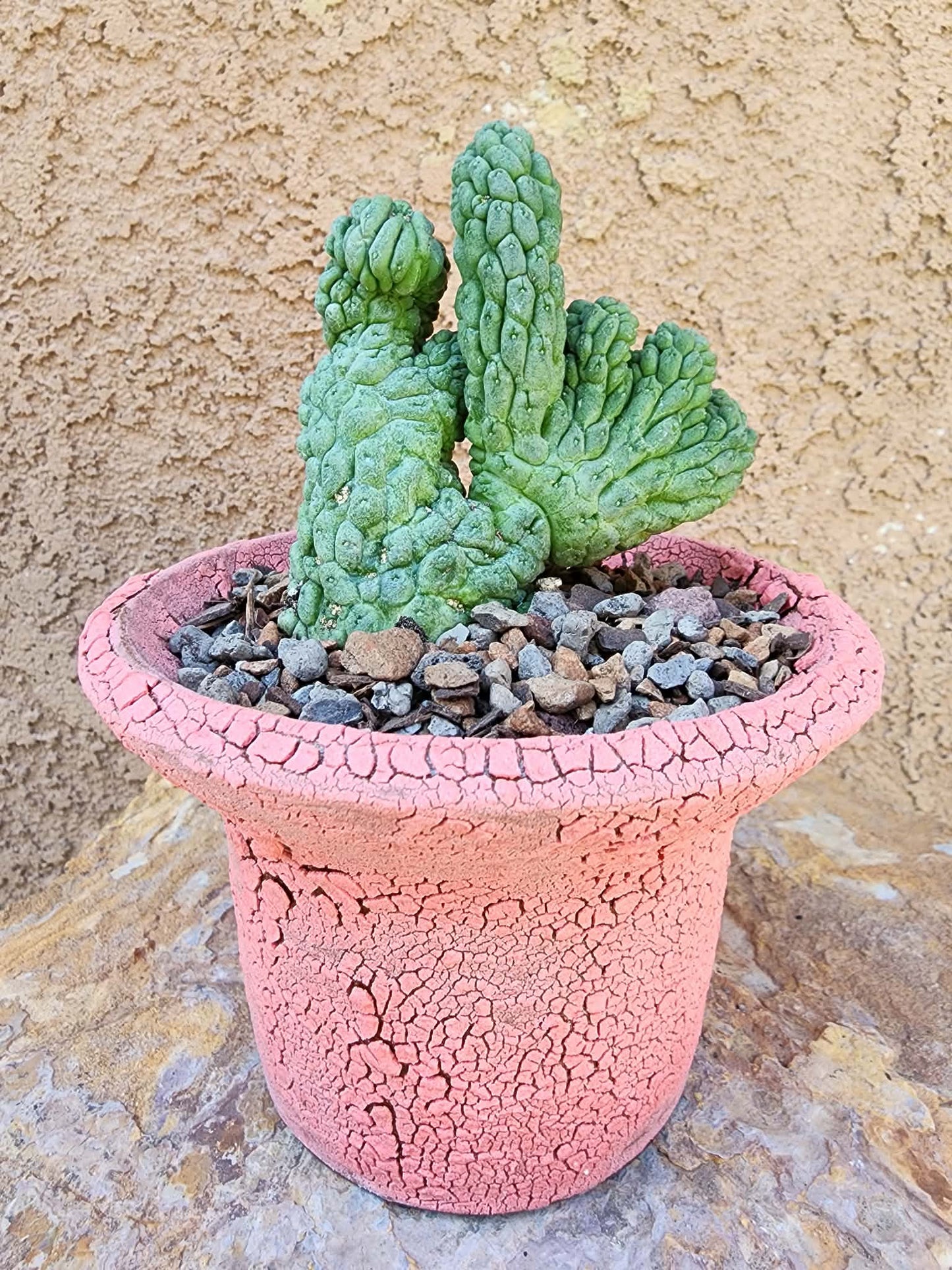 Larryleachia cactiformis cristata - Crested Trichocaulon cactiforme
