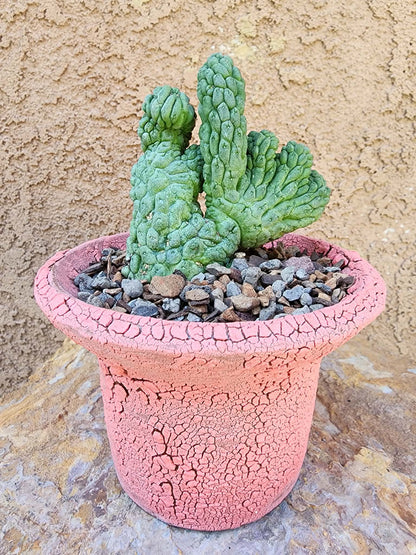 Larryleachia cactiformis cristata - Crested Trichocaulon cactiforme