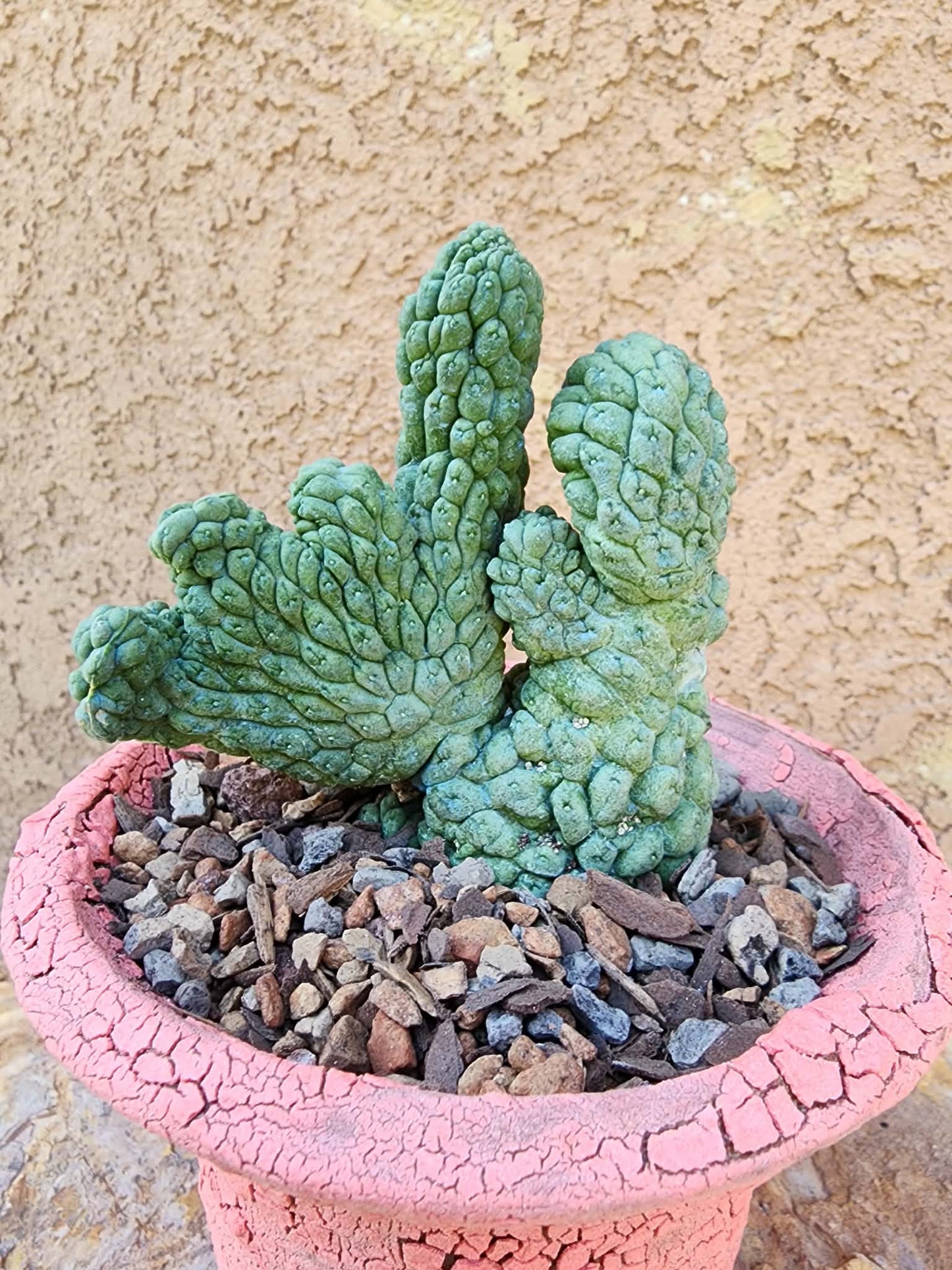 Larryleachia cactiformis cristata - Crested Trichocaulon cactiforme