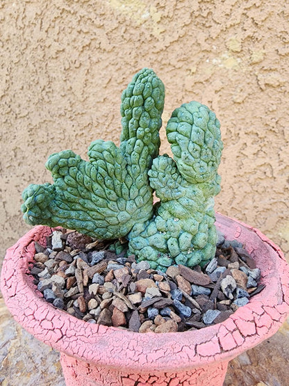 Larryleachia cactiformis cristata - Crested Trichocaulon cactiforme