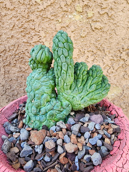 Larryleachia cactiformis cristata - Crested Trichocaulon cactiforme