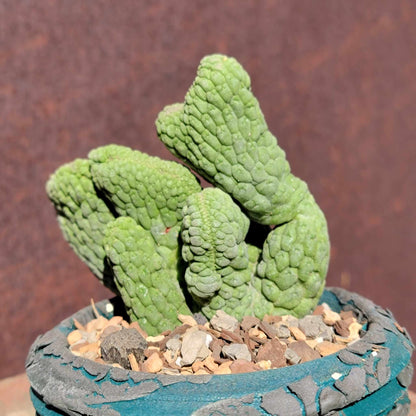 Larryleachia cactiformis cristata - Crested Trichocaulon cactiforme