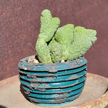 Larryleachia cactiformis cristata - Crested Trichocaulon cactiforme