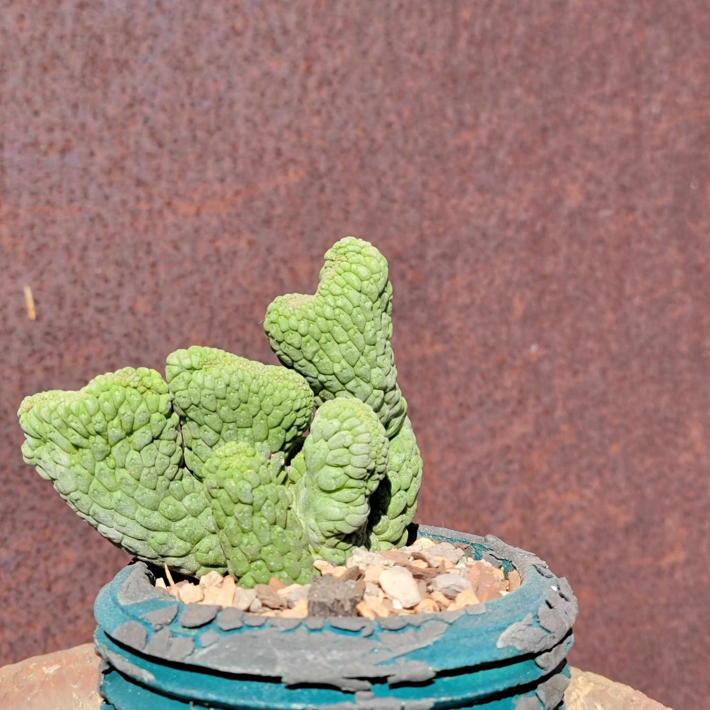 Larryleachia cactiformis cristata - Crested Trichocaulon cactiforme