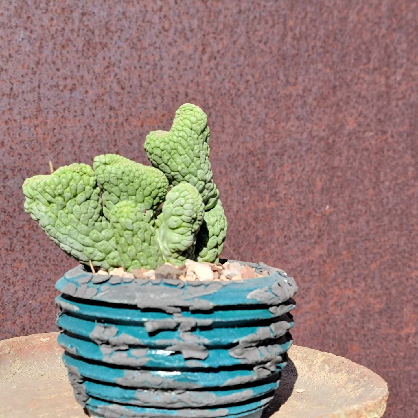 Larryleachia cactiformis cristata - Crested Trichocaulon cactiforme