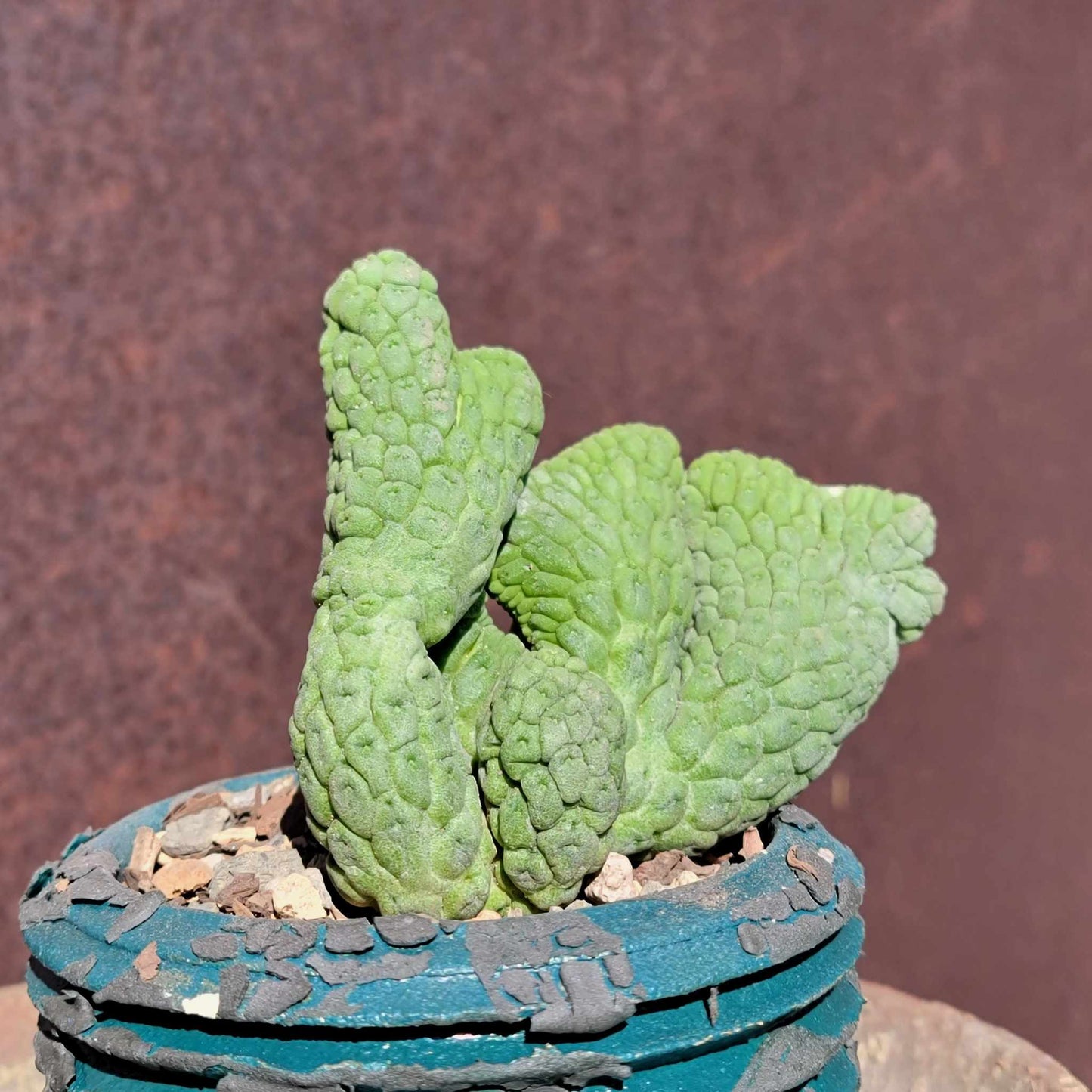 Larryleachia cactiformis cristata - Crested Trichocaulon cactiforme