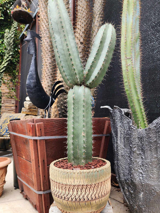 Lemaireocereus pruinosus - BIG! Double-branched! 31" Tall!