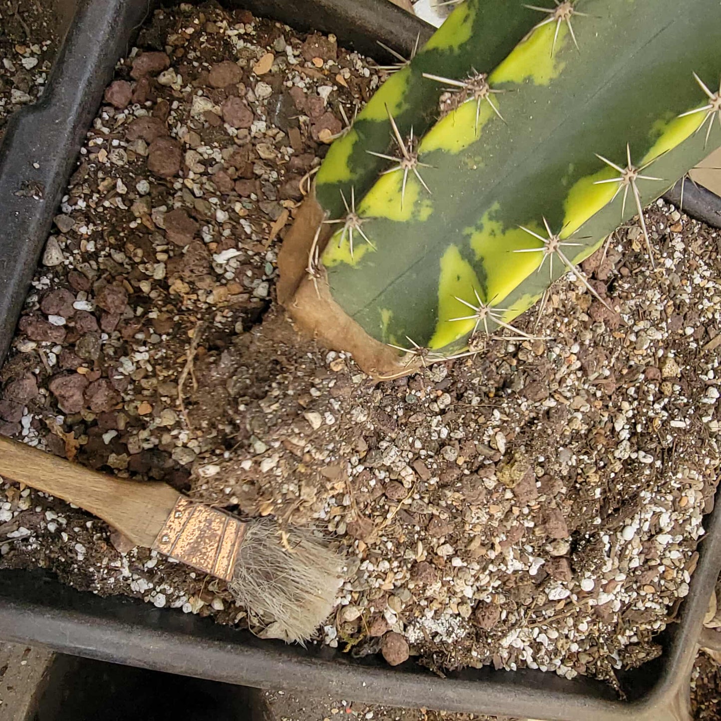 Lemaireocereus pruinosus variegata