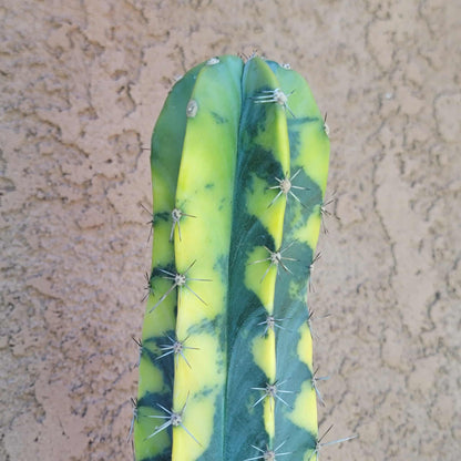 Lemaireocereus pruinosus variegata