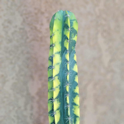Lemaireocereus pruinosus variegata