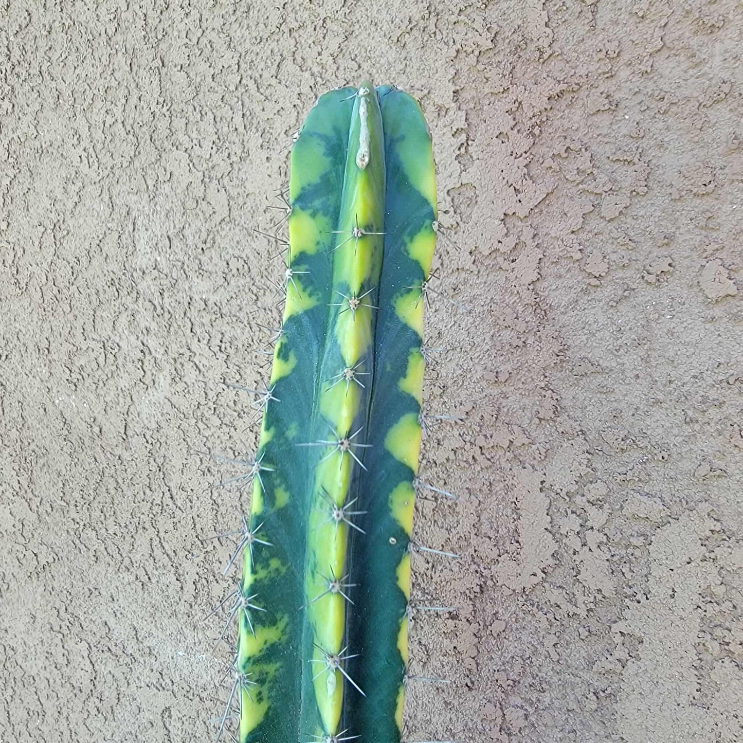Lemaireocereus pruinosus variegata