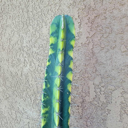 Lemaireocereus pruinosus variegata