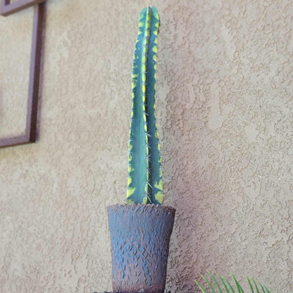 Lemaireocereus pruinosus variegata
